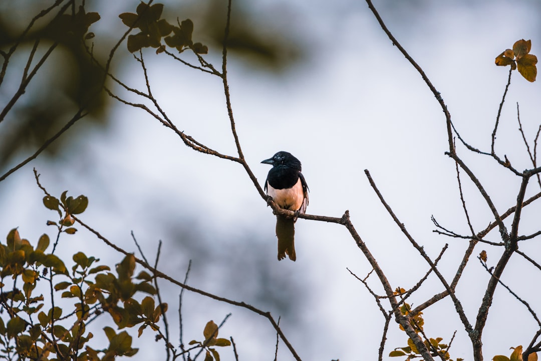 black and brown bird on tree branch