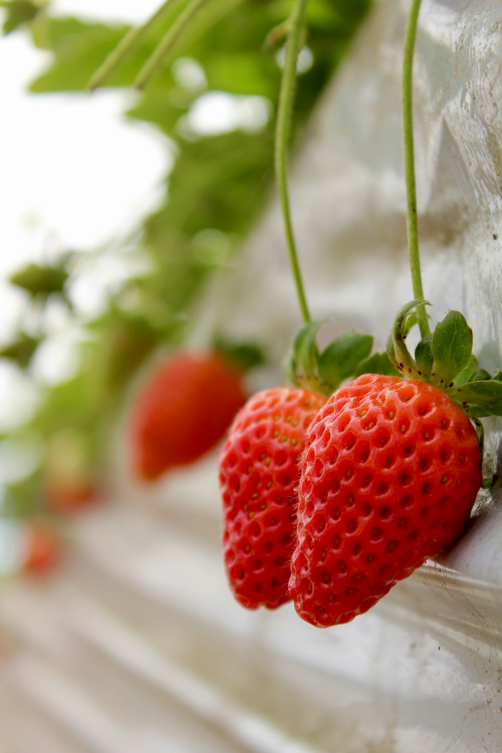 red strawberries in tilt shift lens