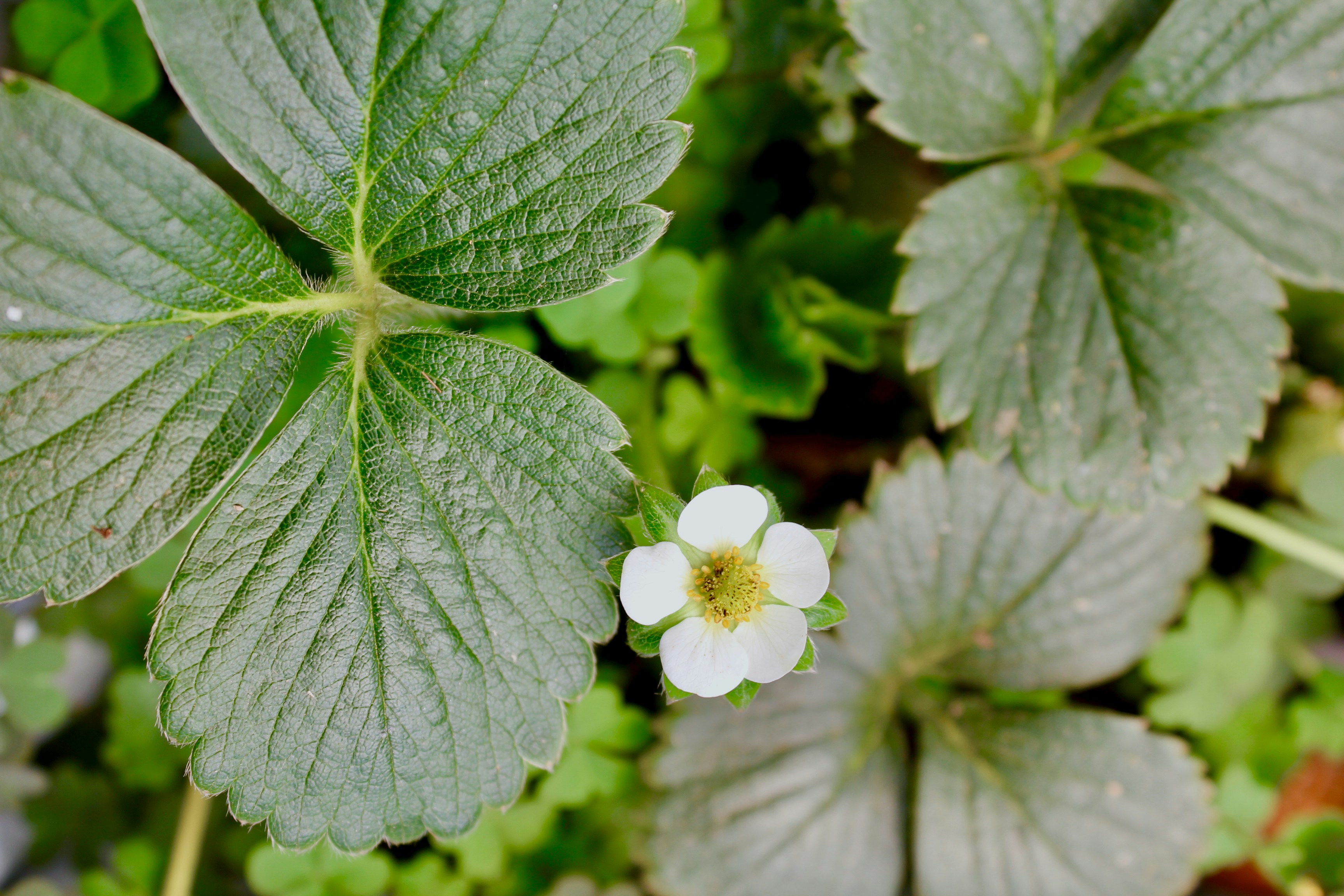 Photo by dudutaulois