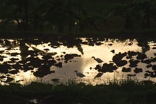 white duck on green grass field during daytime in Ubud Indonesia