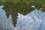 green grass near body of water during daytime
