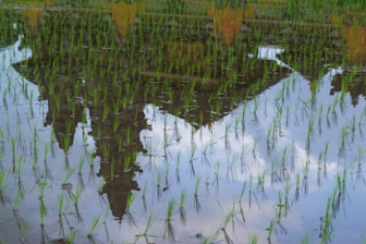 green grass near body of water during daytime