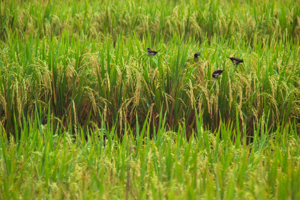 black and white birds on green grass field during daytime