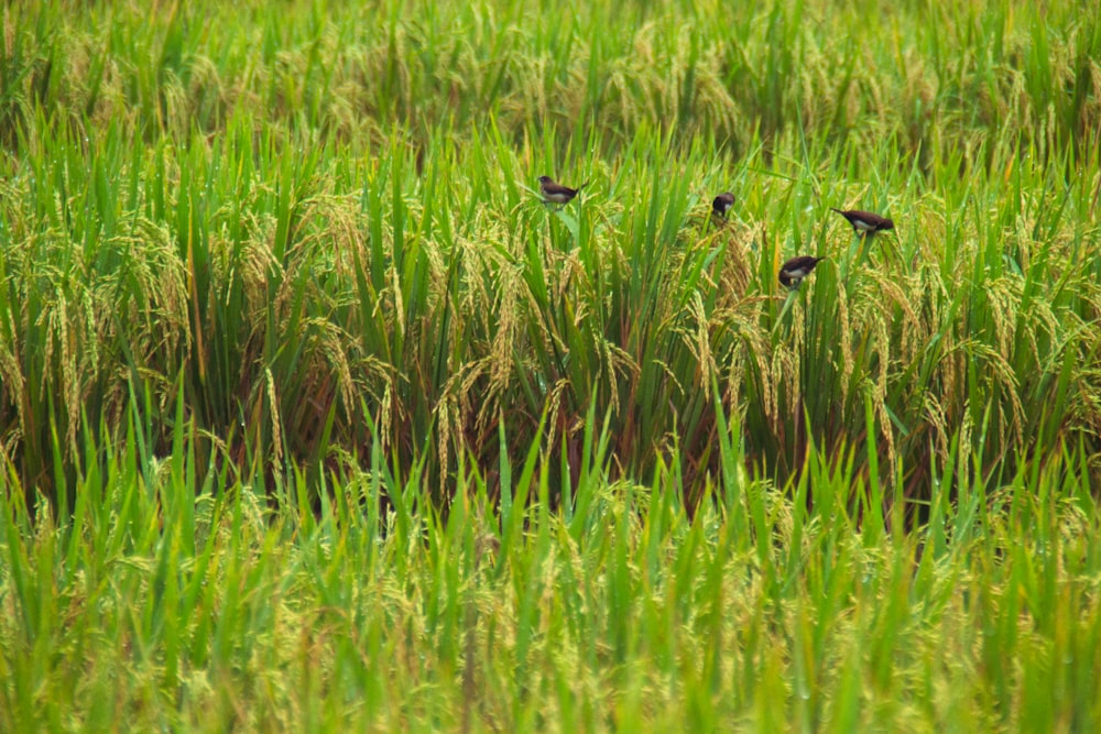 pájaros blancos y negros en el campo de hierba verde durante el día