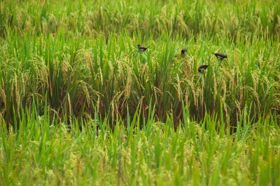 Wildlife photo spot Canggu Ubud