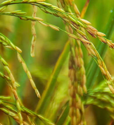 green wheat in macro shot