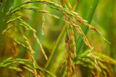 green wheat in macro shot