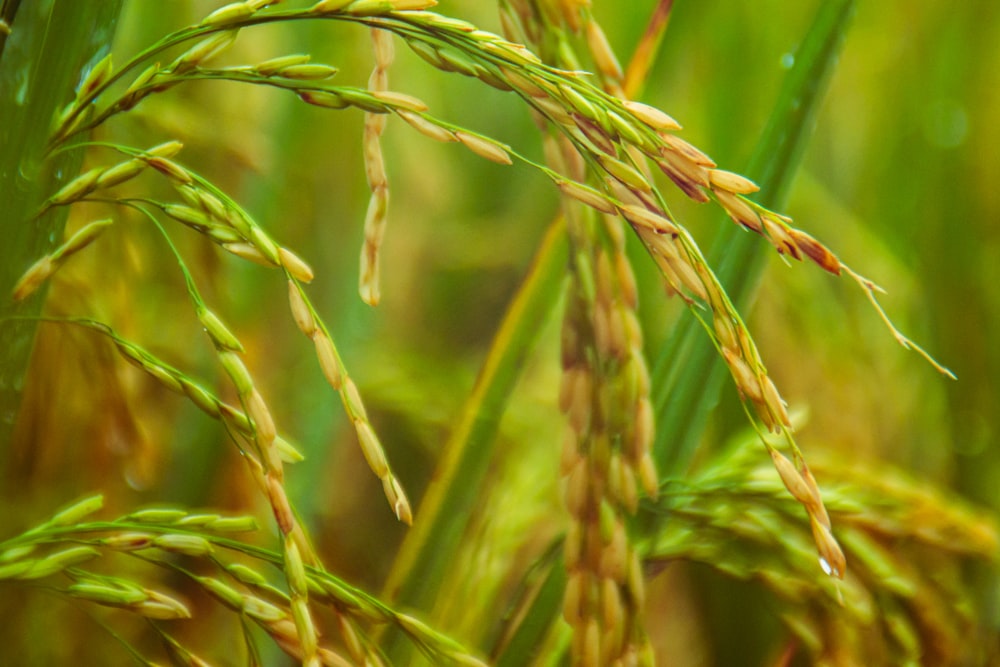 green wheat in macro shot