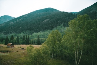 A scenic view of a private Texas hunting lodge surrounded by dense woods and open fields.