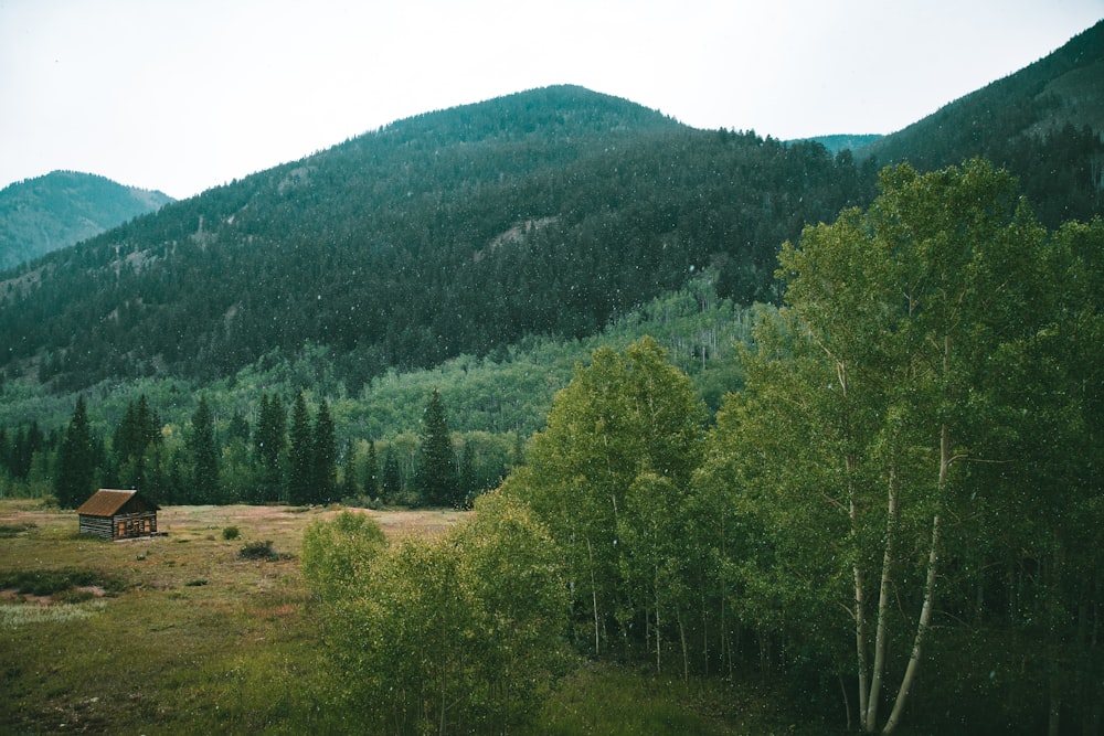 green trees on brown field under white sky during daytime