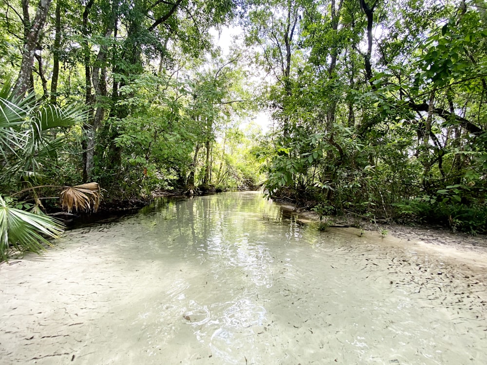 green trees beside river during daytime