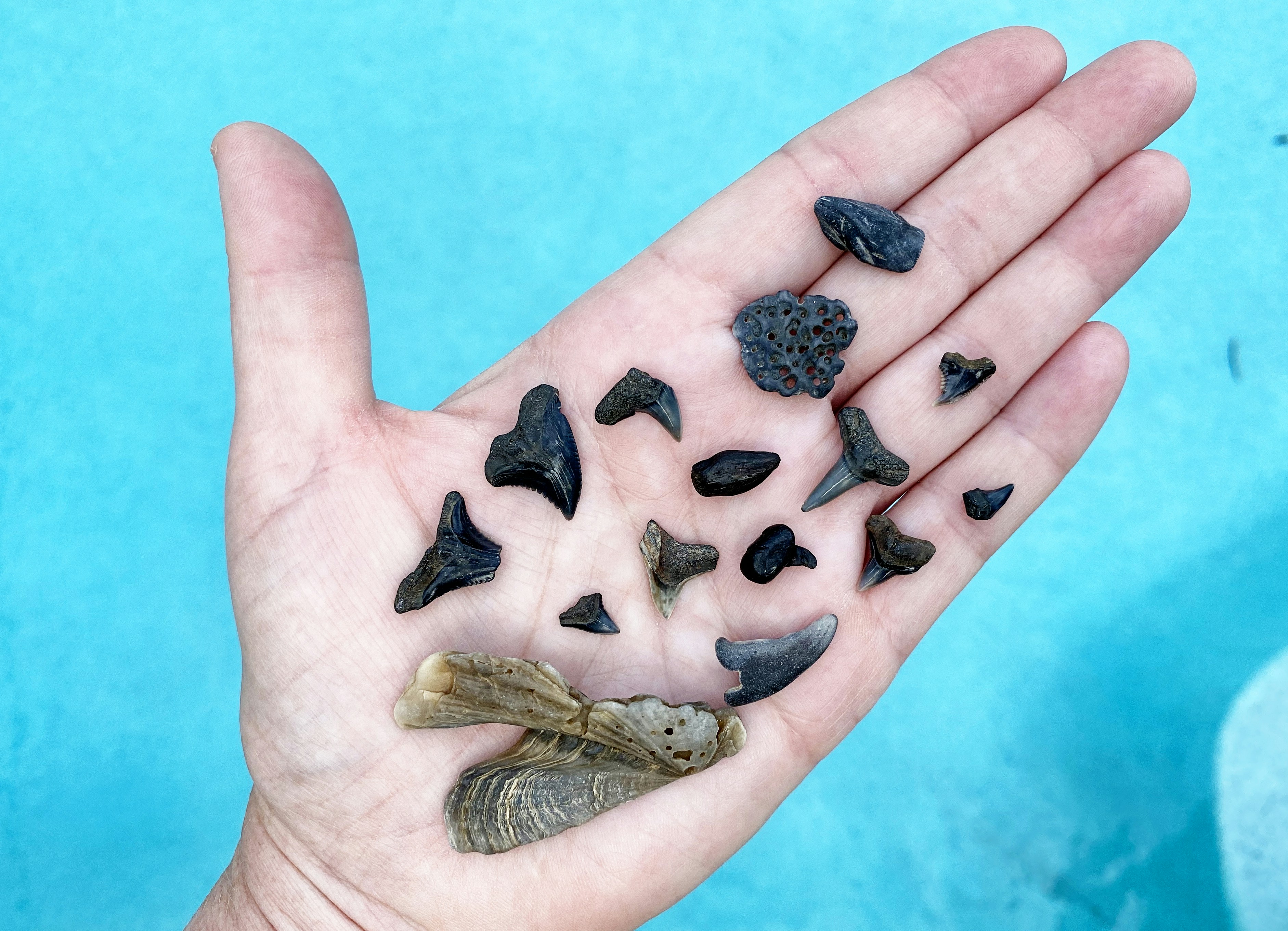 Fossil Shark Pendant