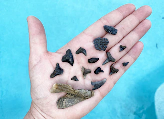 A polished fossilized shark tooth resting on a bed of soft moss.