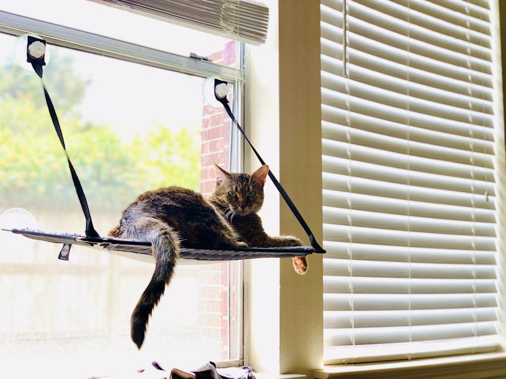 black and brown cat on window