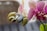 A hearing aid is delicately placed on a budding orchid plant. The orchid has vibrant pink and white petals with intricate patterns. Some of the flowers are fully bloomed while others are just starting to open. The background is softly blurred, giving the image a peaceful and focused composition.