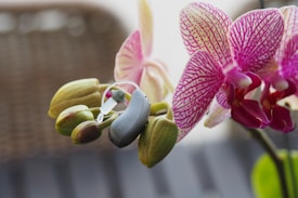 A hearing aid is delicately placed on a budding orchid plant. The orchid has vibrant pink and white petals with intricate patterns. Some of the flowers are fully bloomed while others are just starting to open. The background is softly blurred, giving the image a peaceful and focused composition.