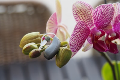 A hearing aid is delicately placed on a budding orchid plant. The orchid has vibrant pink and white petals with intricate patterns. Some of the flowers are fully bloomed while others are just starting to open. The background is softly blurred, giving the image a peaceful and focused composition.