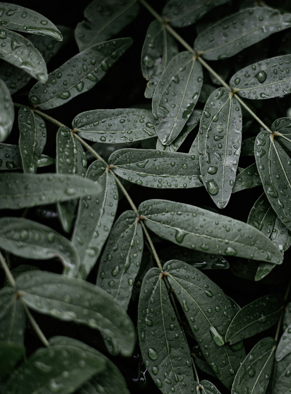 green leaves with water droplets