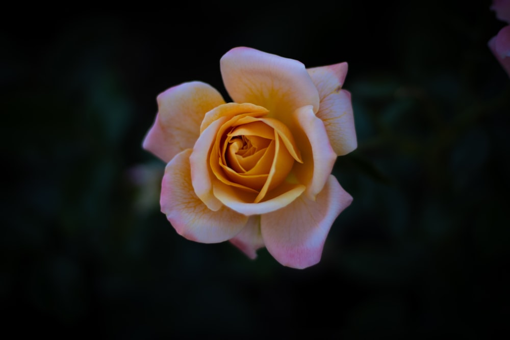 pink and white rose in bloom