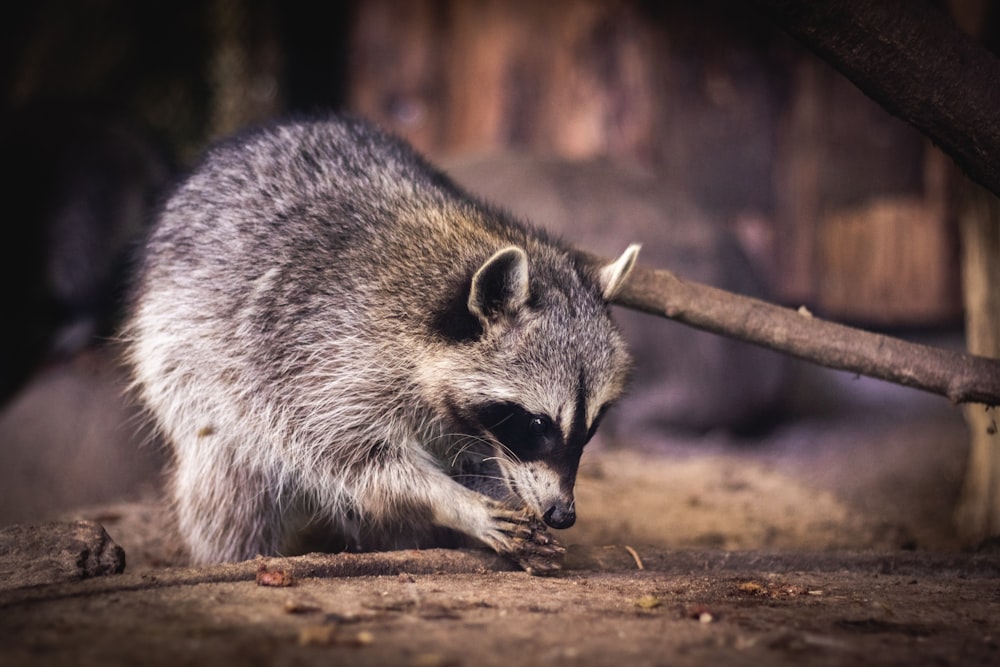 gray and white animal on brown tree branch