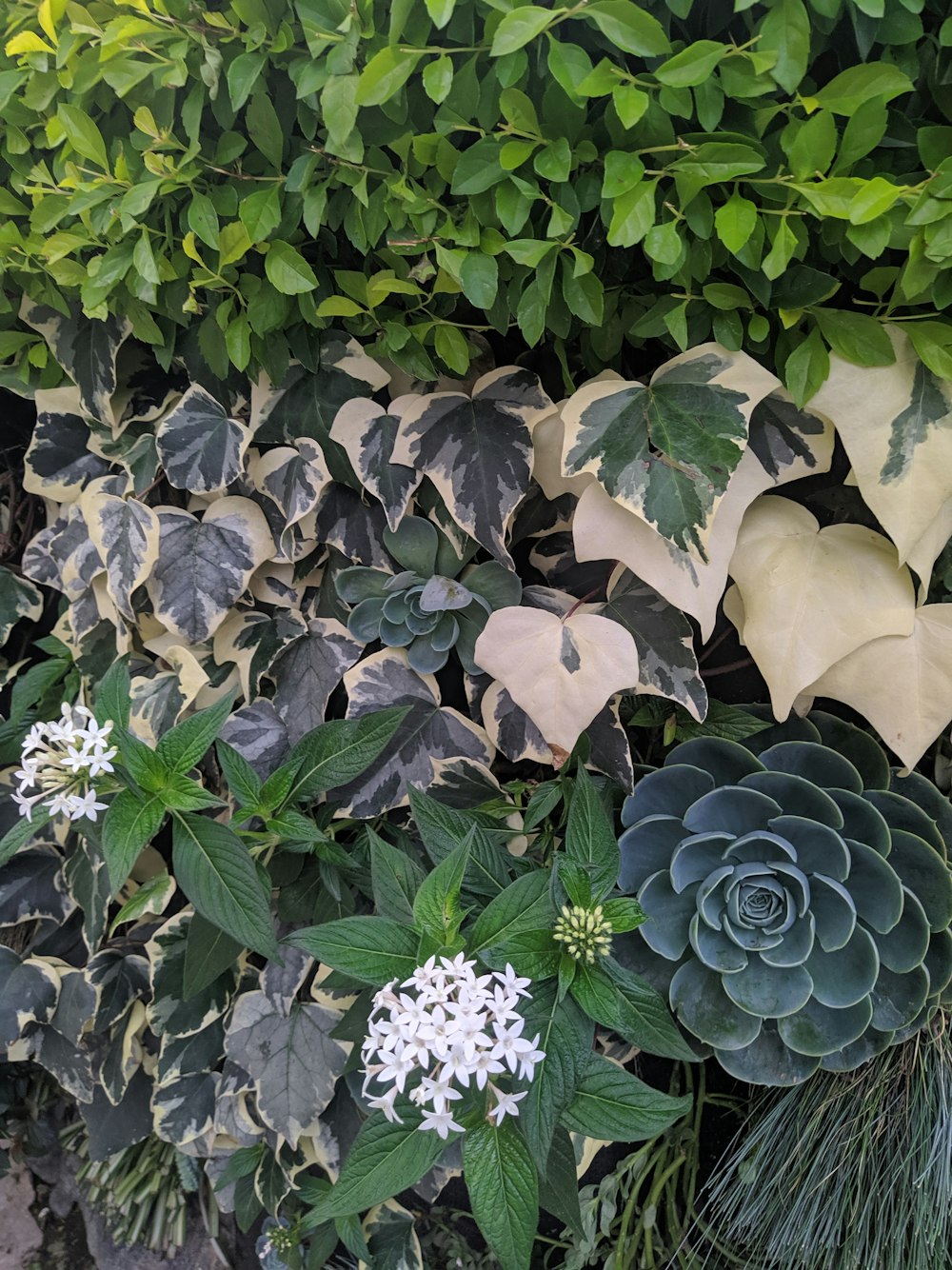 green and white flower plants