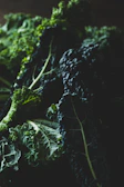Freshly cut kale and spinach leaves arranged on a dark surface with soft lighting.