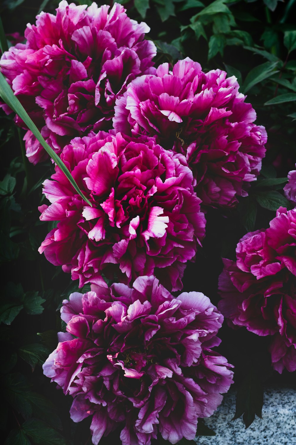 pink flowers with green leaves