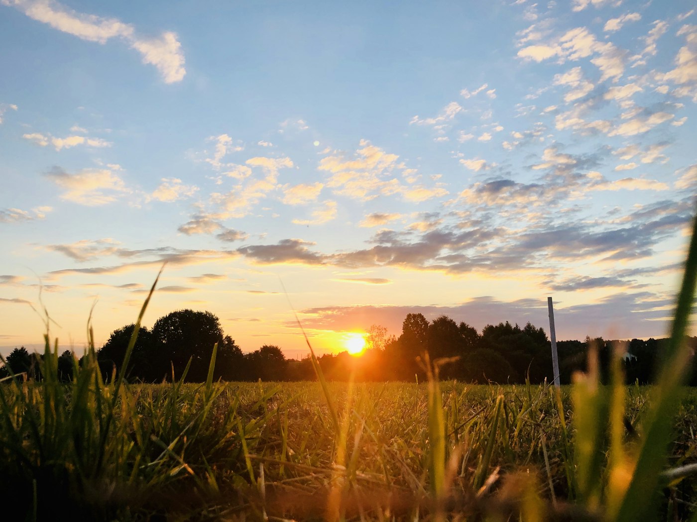 Green grass field at sunset