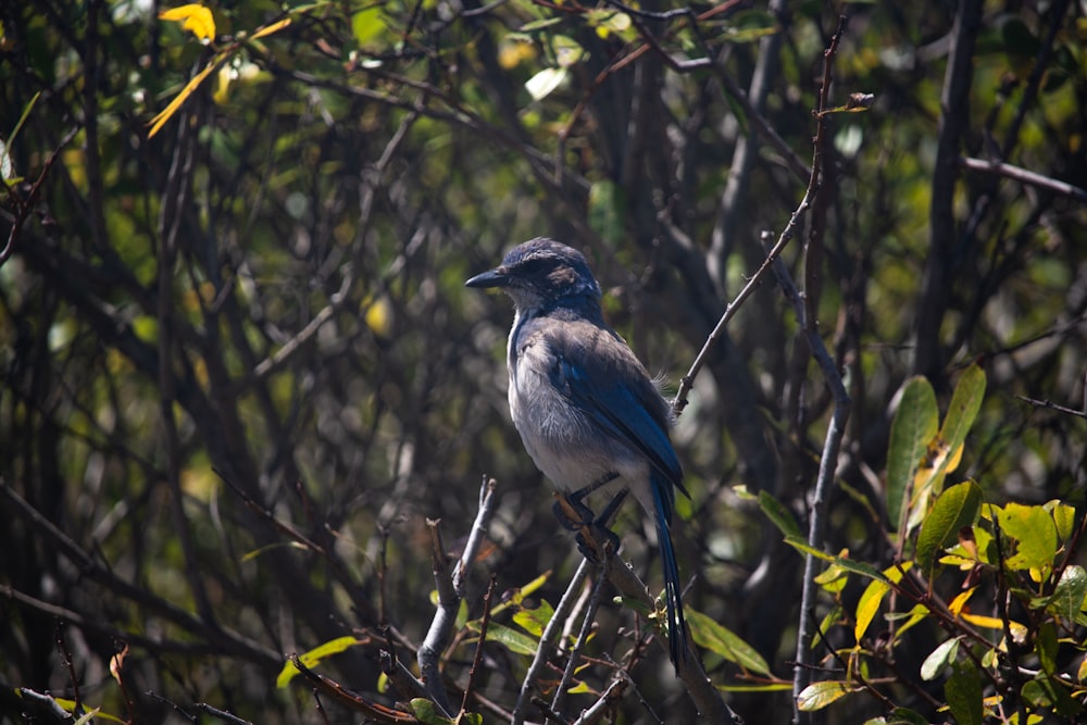 pájaro azul y blanco en la rama marrón del árbol