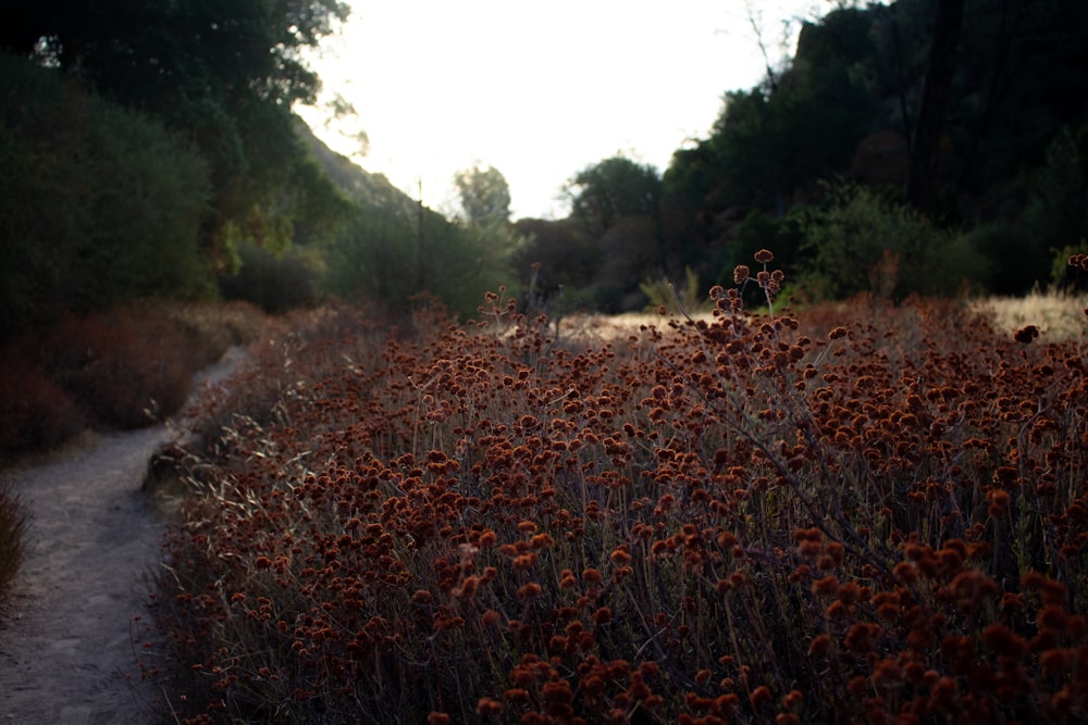 red flower field during daytime