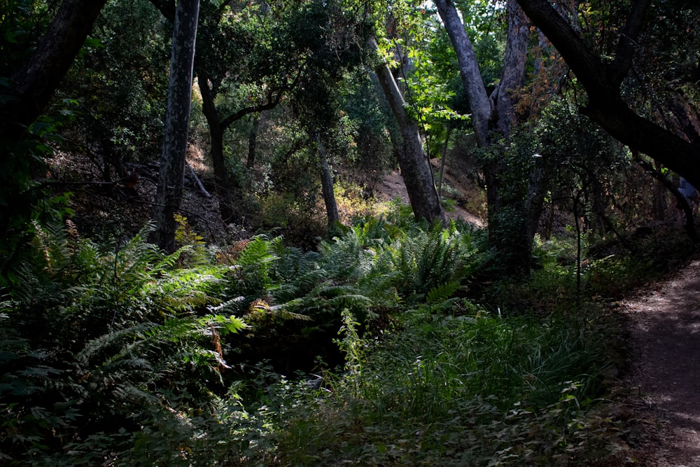 green grass and trees during daytime