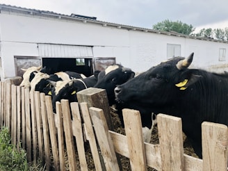 A group of black and white cows are gathered near a wooden fence, adjacent to a white building with an open door leading to the interior. Some cows have yellow ear tags, and the scene appears to be set on a farm with overcast skies and surrounding greenery.