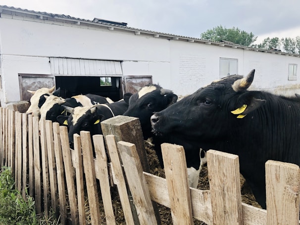 A group of black and white cows are gathered near a wooden fence, adjacent to a white building with an open door leading to the interior. Some cows have yellow ear tags, and the scene appears to be set on a farm with overcast skies and surrounding greenery.