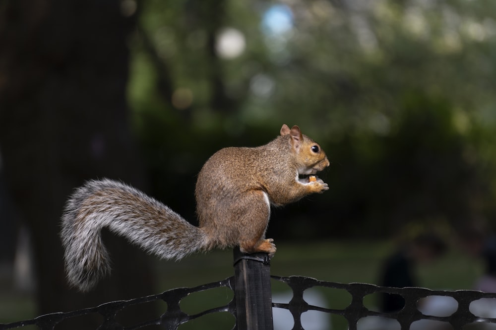 scoiattolo marrone su recinzione di legno nera durante il giorno