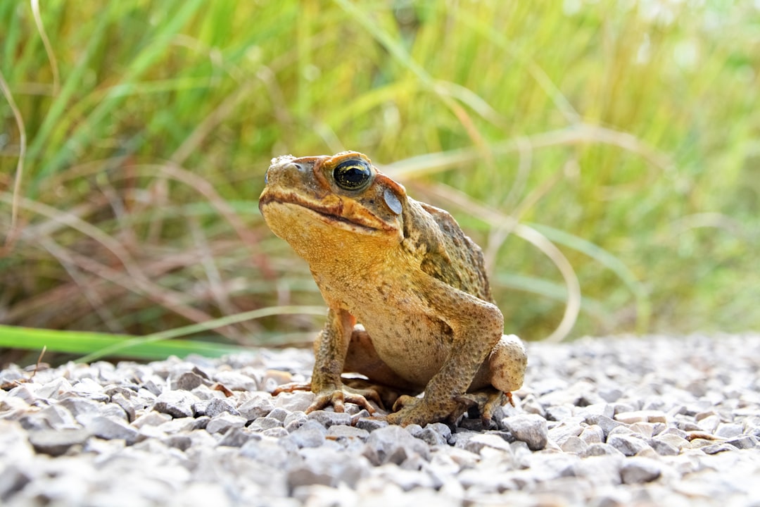 brown frog on green grass during daytime