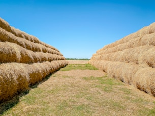 brown hays on green grass field under blue sky during daytime