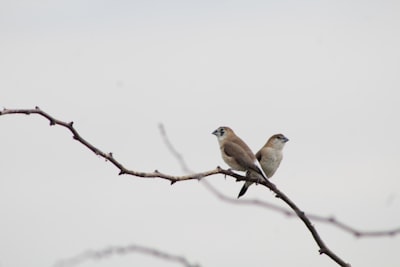 white and brown bird on brown tree branch