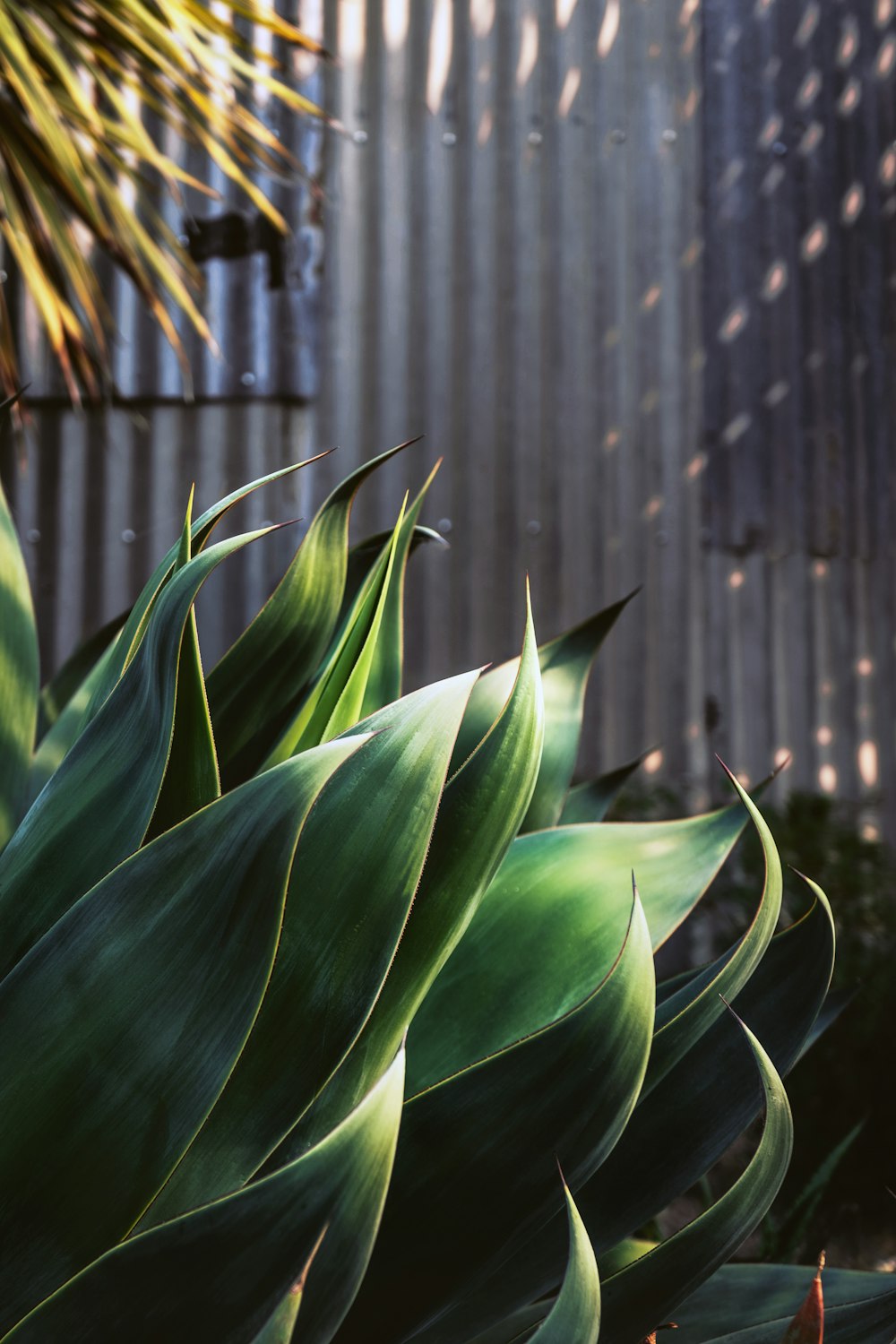 green leaf plant near brown wooden fence