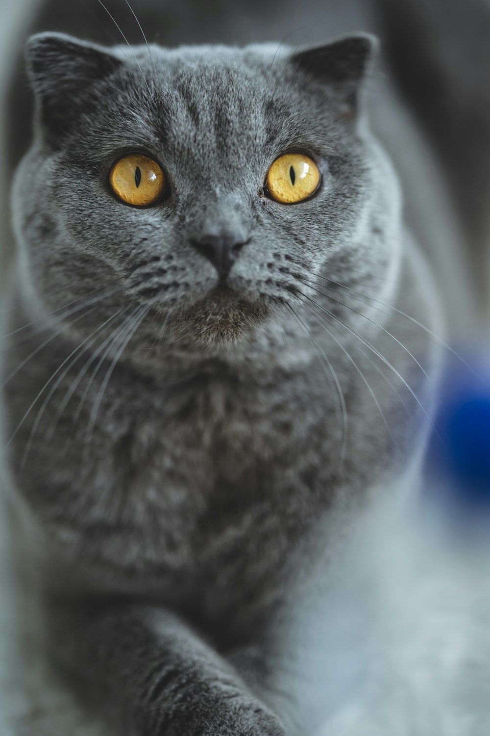 russian blue cat in close up photography