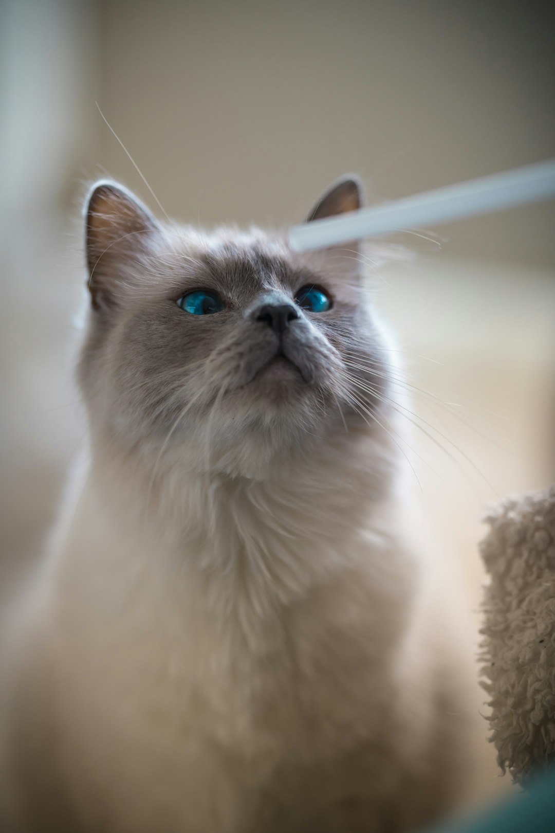 white cat with blue eyes