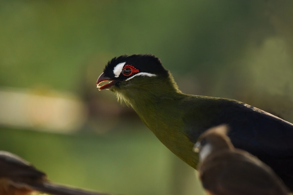 green black and yellow bird