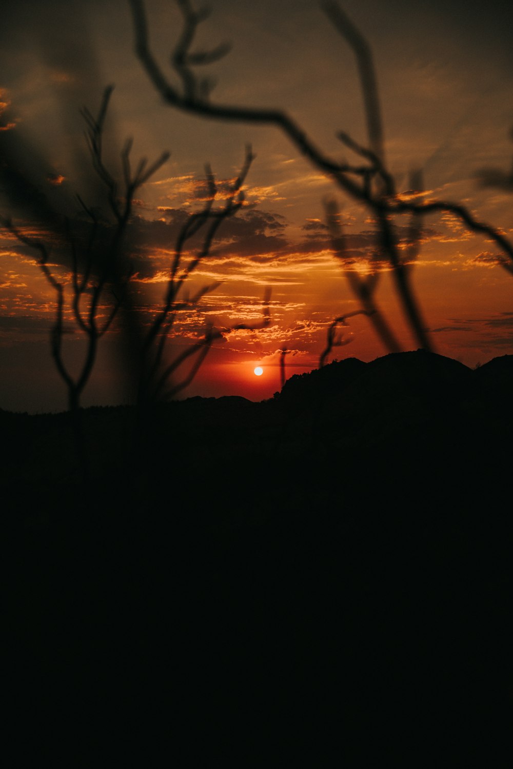 silhouette of bare trees during sunset