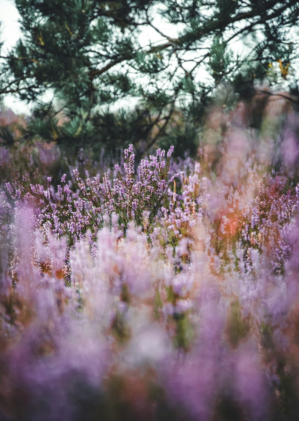 purple flowers in tilt shift lens