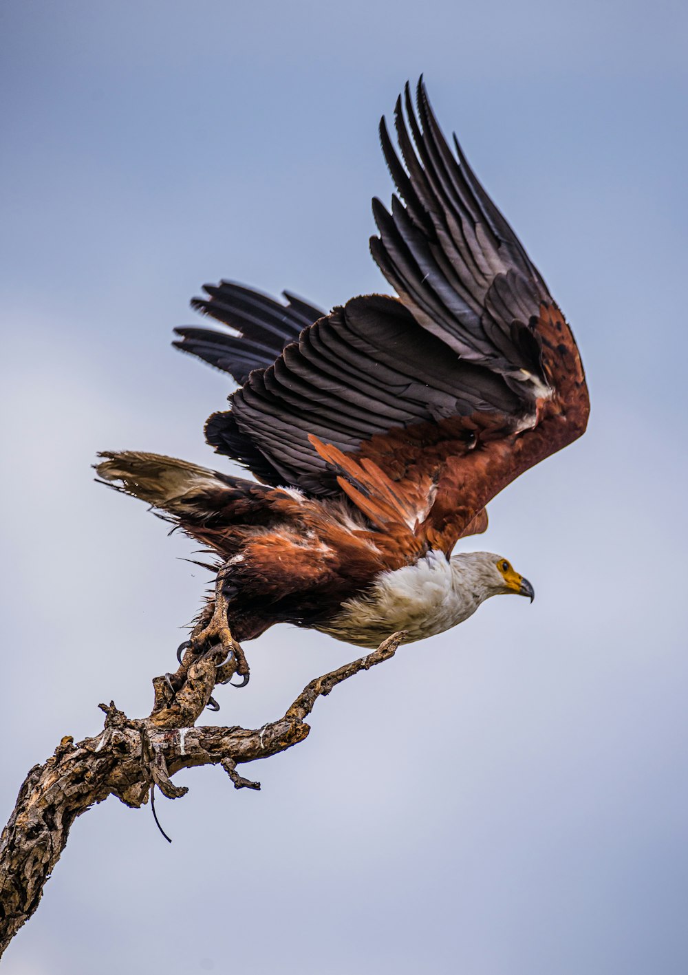 black and white eagle on tree branch