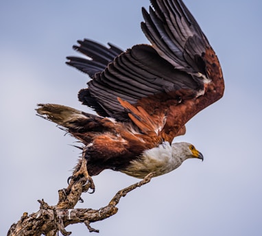 black and white eagle on tree branch