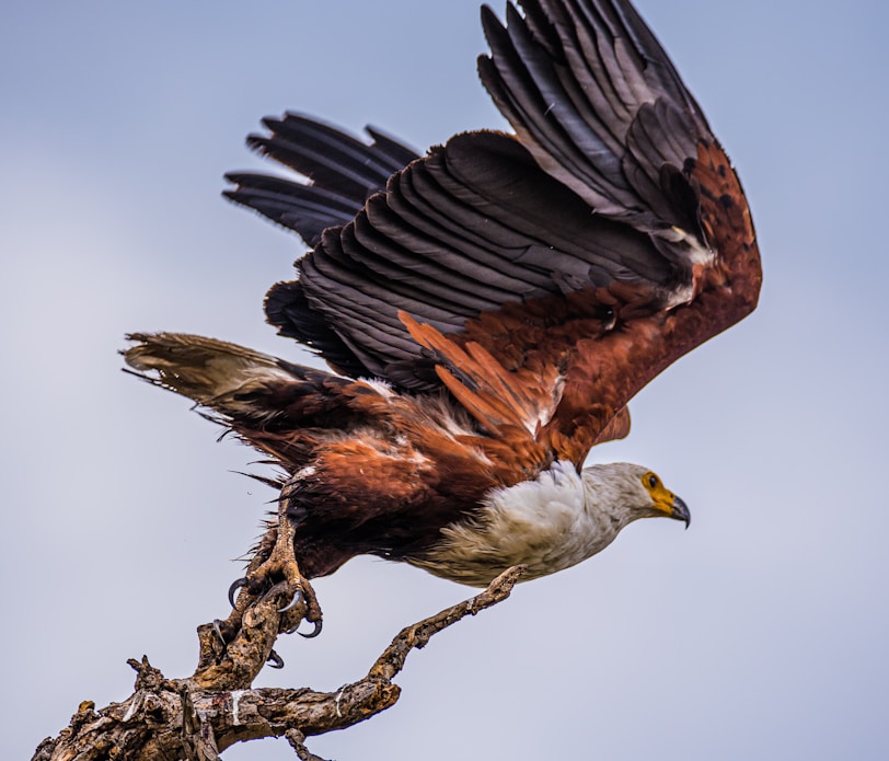 black and white eagle on tree branch