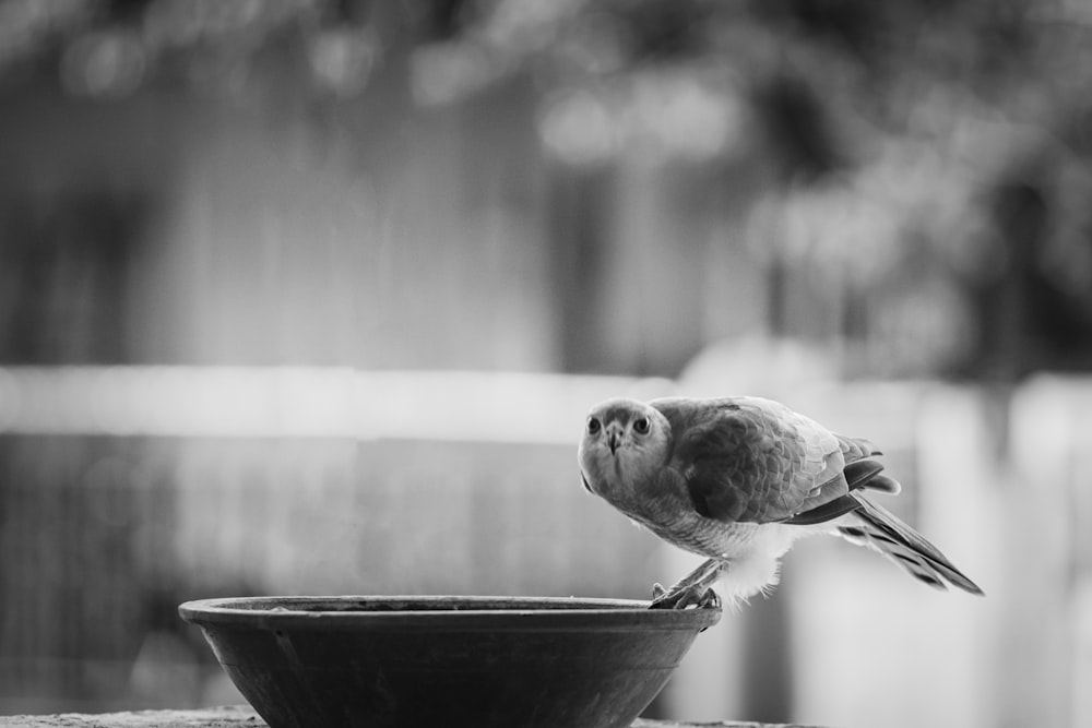 gray scale photo of bird on bowl