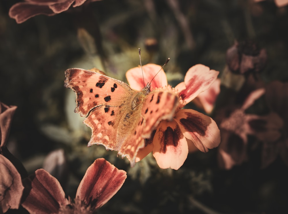 brown and black butterfly on red and white flower in close up photography during daytime