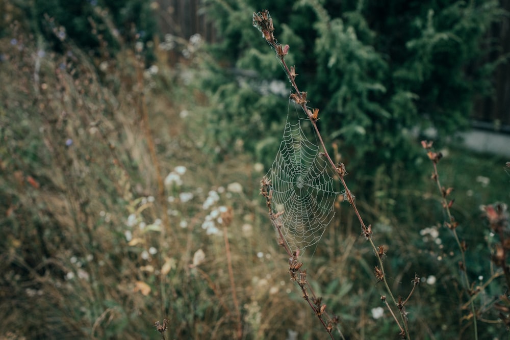 spider web on brown tree branch during daytime