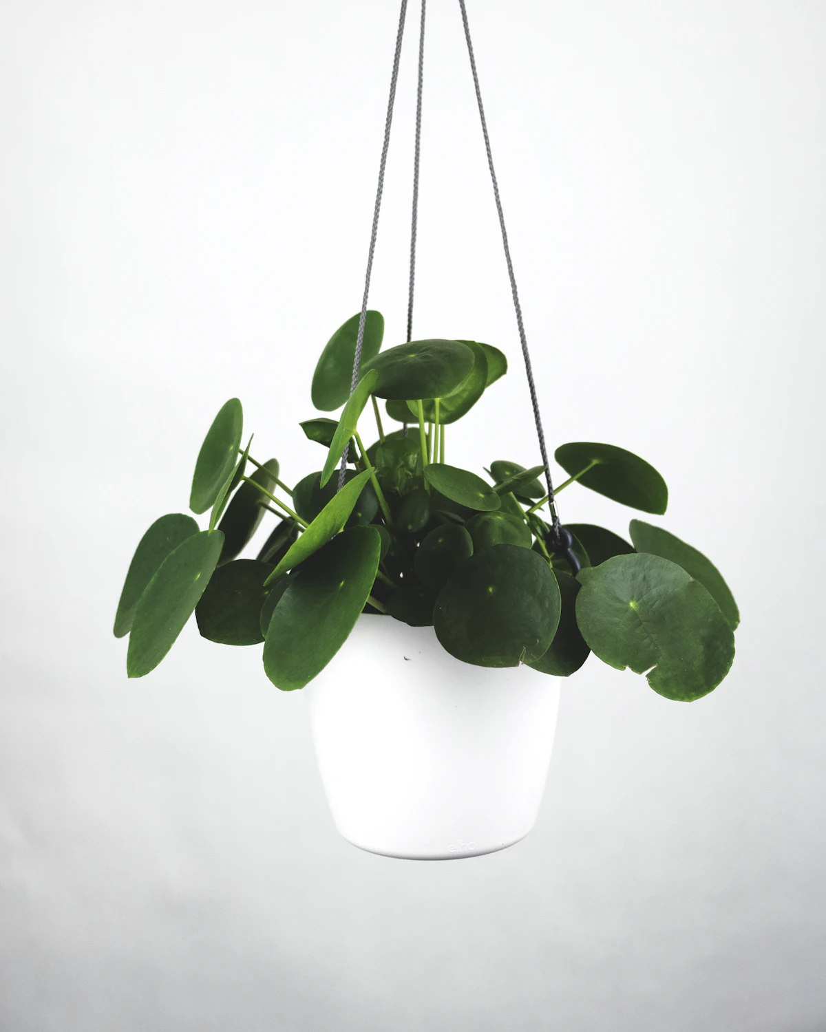 Marble Queen Pothos image 2
